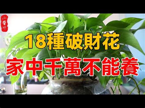 招財樹|前陽台招財植物大全！15 種適合陽台的植物助你財源。